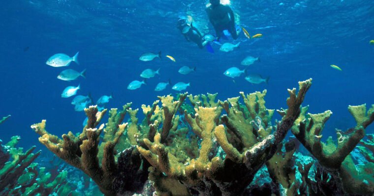 Descubre la belleza submarina del Parque Nacional de los Arrecifes de Biscayne en Estados Unidos