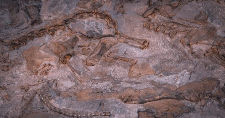Descubre la historia prehistórica en el Monumento Nacional de los Dinosaurios en Estados Unidos