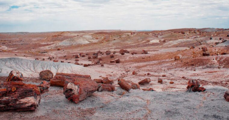 Descubre la maravilla natural del Parque Nacional de los Bosques Petrificados en Estados Unidos