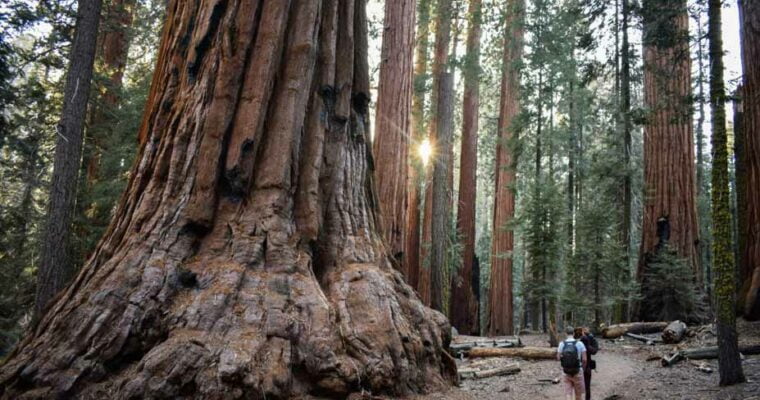 Descubre las maravillas del Parque Nacional de las Secuoyas Gigantes en Estados Unidos